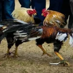 Đá Gà Cựa Dao – Loại Hình Giải Trí Kịch Tính Nhất F168